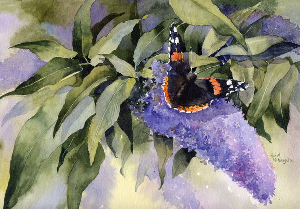Red Admiral and Buddleia
